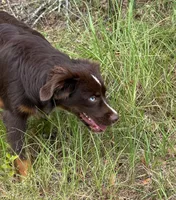 Max, a male Toy Australian Shepherd for sale in Lumberton, MS – 2 of 5