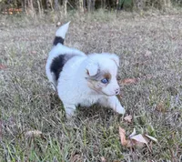 Victoria, a female Toy Australian Shepherd for sale in Lumberton, MS – 3 of 5