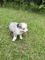 Skye, a female Toy Australian Shepherd for sale in Lumberton, MS – 3 of 3