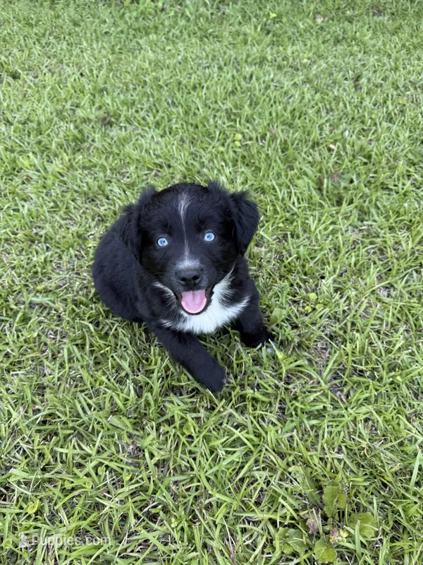 Sherlock – Miniature Australian Shepherd puppy for sale in Lumberton, MS