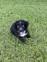 Sherlock, a male Miniature Australian Shepherd for sale in Lumberton, MS – 1 of 3