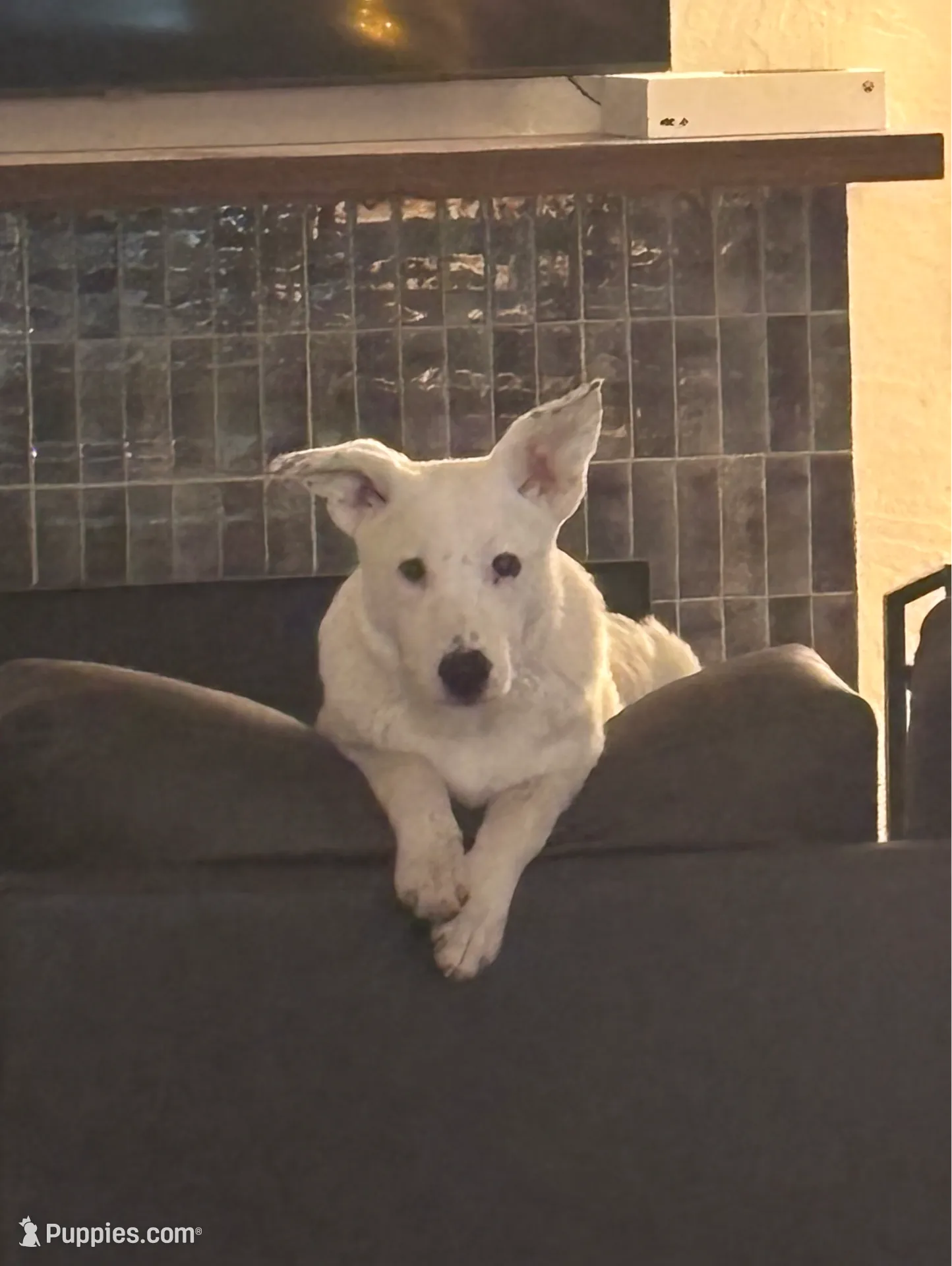 Jasper, a male Australian Cattle Dog and German Shepherd Dog for sale in Chico, CA – Photo 5 of 10