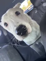 Jasper, a male Australian Cattle Dog and German Shepherd Dog for sale in Chico, CA – Photo 9 of 10