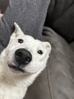 Jasper, a male Australian Cattle Dog and German Shepherd Dog for sale in Chico, CA – Photo 10 of 10