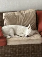 Jasper, a male Australian Cattle Dog and German Shepherd Dog for sale in Chico, CA – Photo 8 of 10