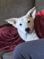 Jasper, a male Australian Cattle Dog and German Shepherd Dog for sale in Chico, CA – Photo 1 of 10