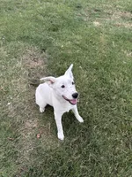 Jasper, a male Australian Cattle Dog and German Shepherd Dog for sale in Chico, CA – Photo 7 of 10
