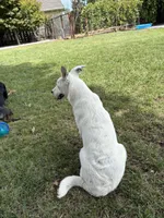 Jasper, a male Australian Cattle Dog and German Shepherd Dog for sale in Chico, CA – Photo 6 of 10