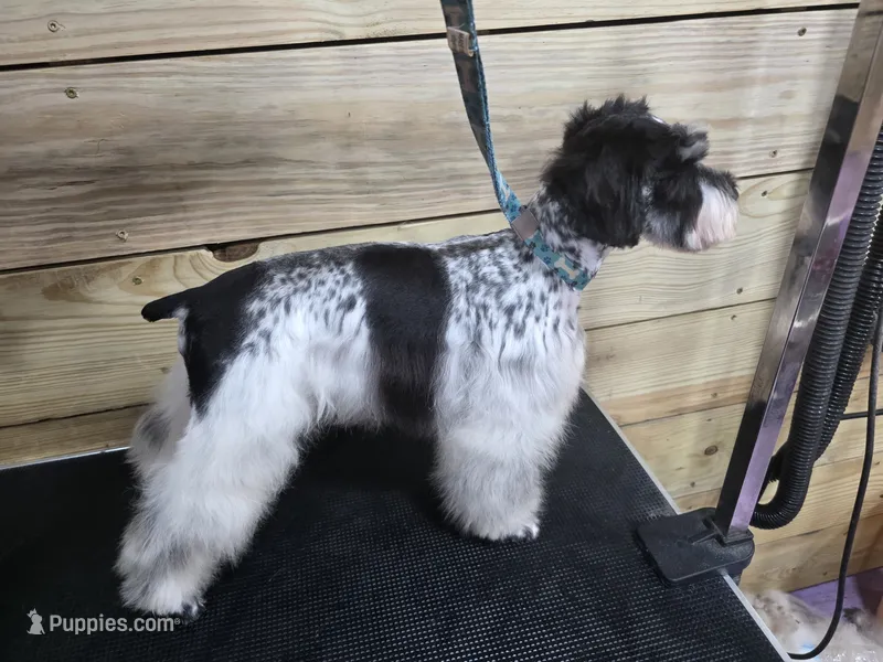 Poppy – Miniature Schnauzer puppy for sale in Beaumont, TX