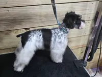 Poppy, a female Miniature Schnauzer for sale in Beaumont, TX – 1 of 3