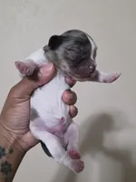 Thumper, a male Miniature Schnauzer for sale in Beaumont, TX – 2 of 3