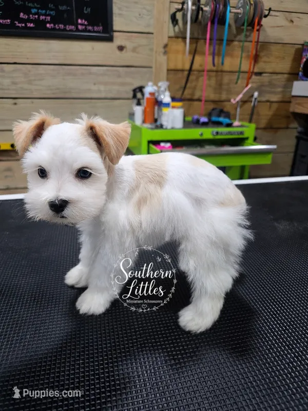 Teacup Rapunzel w/ Blue Eyes – Miniature Schnauzer puppy on hold in Beaumont, TX