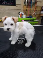 Teacup Rapunzel w/ Blue Eyes, a female Miniature Schnauzer for sale in Beaumont, TX – 1 of 3