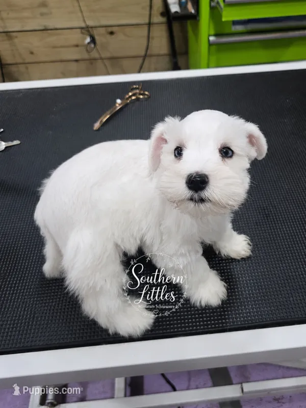 Princess Elsa w/ Blue Eyes – Miniature Schnauzer puppy for sale in Beaumont, TX
