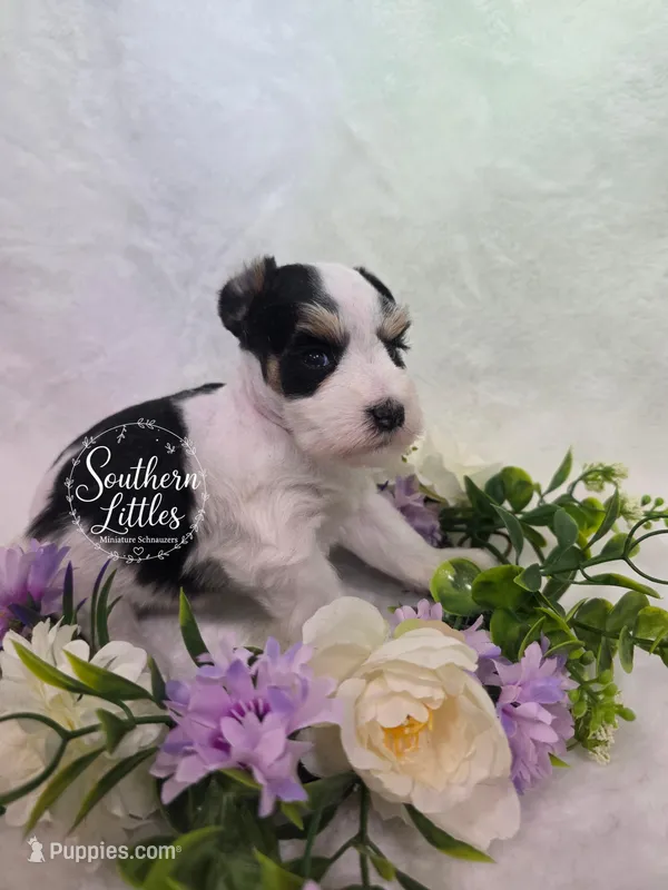 Princess Merida – Miniature Schnauzer puppy for sale in Beaumont, TX