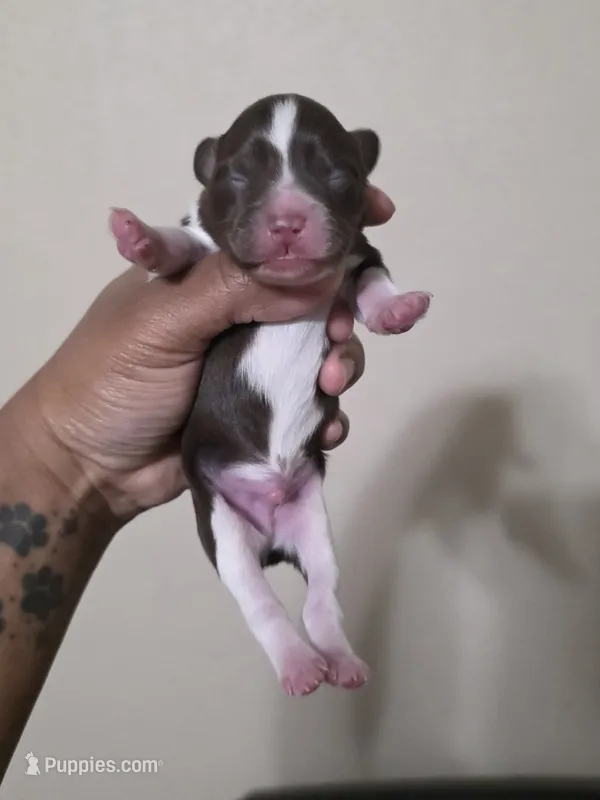 Bambi – Miniature Schnauzer puppy on hold in Beaumont, TX