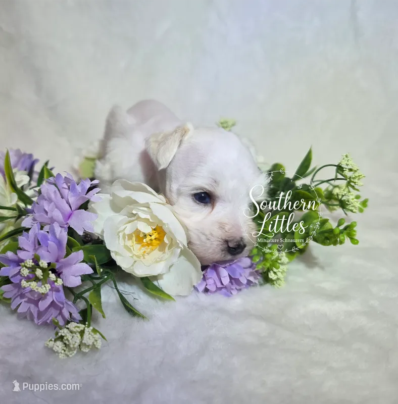 Princess Elsa – Miniature Schnauzer puppy for sale in Beaumont, TX