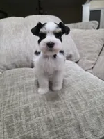 Princess Anna, a female Miniature Schnauzer for sale in Beaumont, TX – 2 of 6