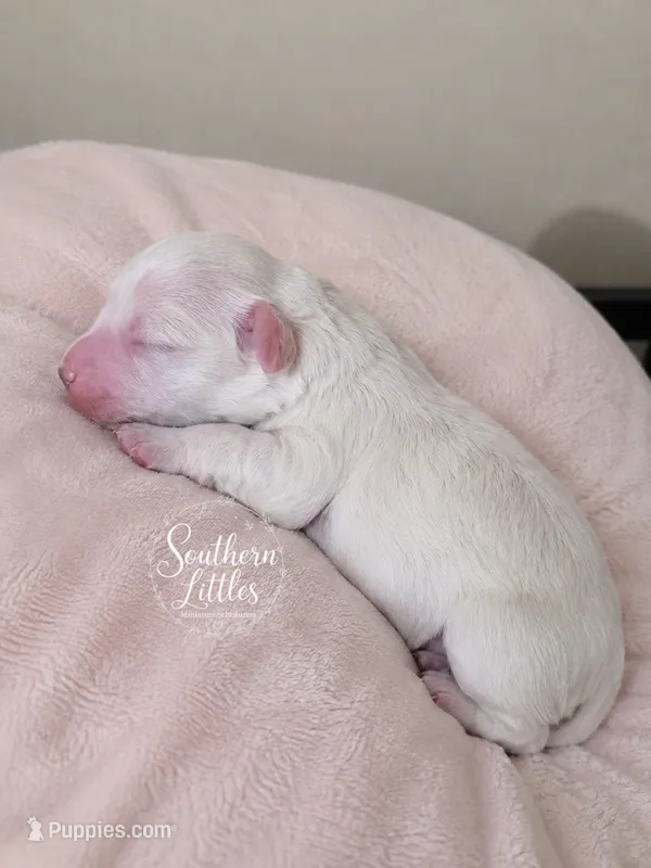 Faline – Miniature Schnauzer puppy for sale in Beaumont, TX