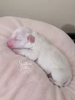 Faline, a female Miniature Schnauzer for sale in Beaumont, TX – 4 of 4