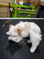 Teacup Rapunzel w/ Blue Eyes, a female Miniature Schnauzer for sale in Beaumont, TX – 2 of 3