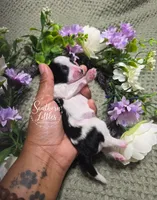 Black and white parti girl, a female Miniature Schnauzer for sale in Beaumont, TX – 2 of 2