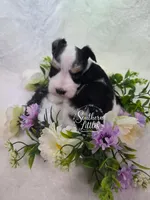 Princess Merida, a female Miniature Schnauzer for sale in Beaumont, TX – 2 of 3