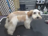 Remi, a female Miniature Schnauzer for sale in Beaumont, TX – 3 of 4