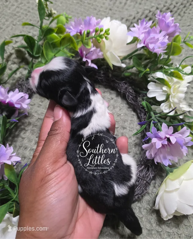 Black and white parti girl – Miniature Schnauzer puppy for sale in Beaumont, TX