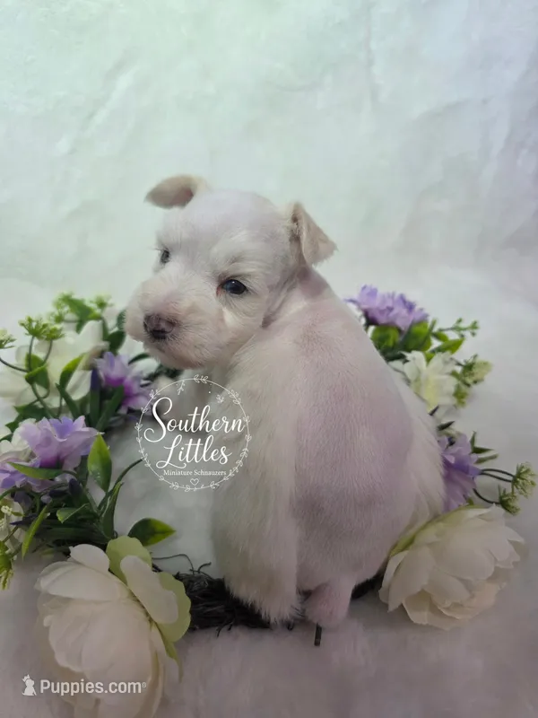 Olaf – Miniature Schnauzer puppy for sale in Beaumont, TX