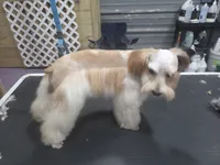 Remi, a female Miniature Schnauzer for sale in Beaumont, TX – 4 of 4