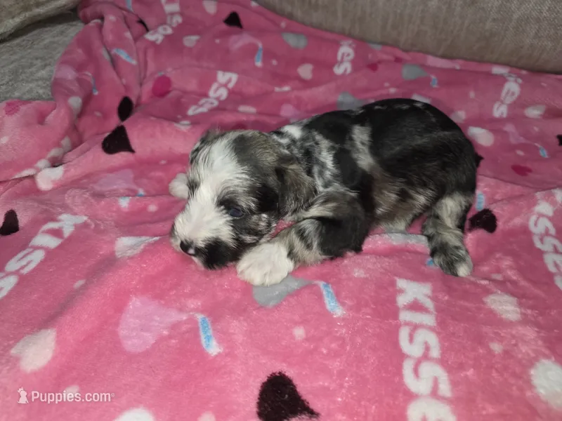 Trouble – Miniature Schnauzer puppy for sale in Beaumont, TX