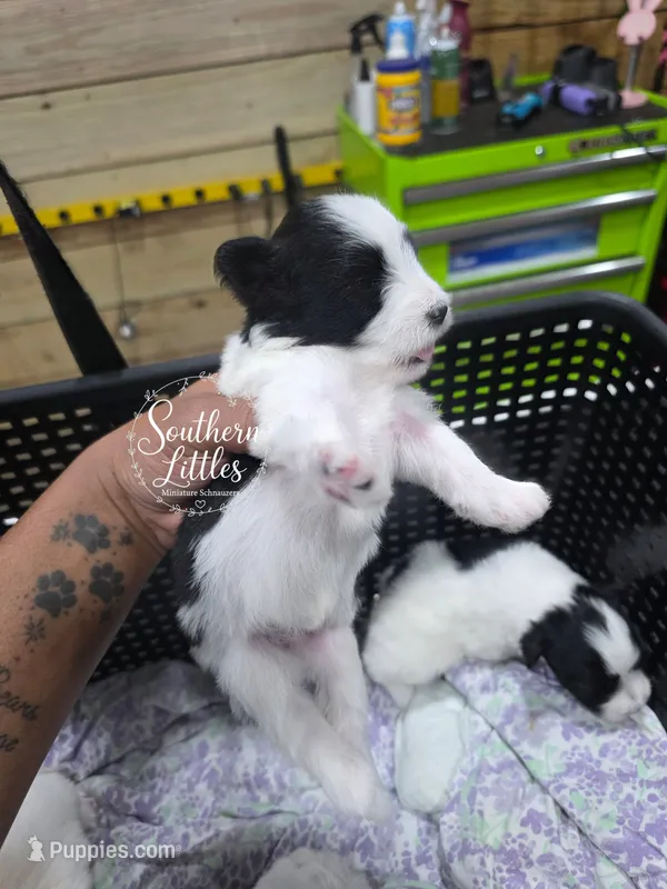 Princess Tiana – Miniature Schnauzer puppy for sale in Beaumont, TX