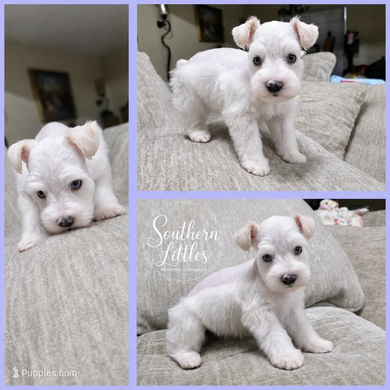 Olaf w/ blue eyes – Miniature Schnauzer puppy for sale in Beaumont, TX