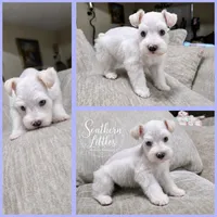 Olaf w/ blue eyes, a male Miniature Schnauzer for sale in Beaumont, TX – 1 of 1