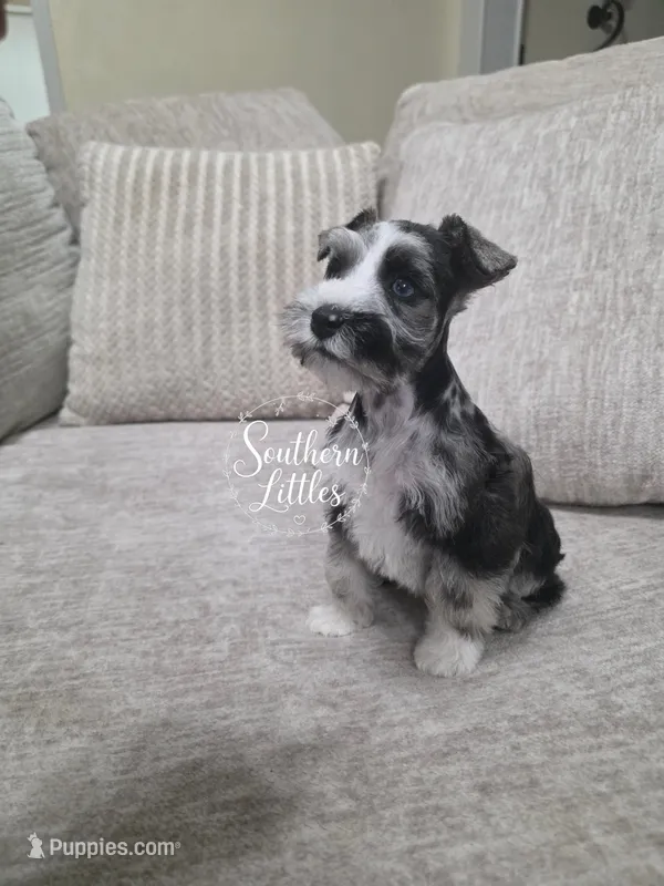 Trouble – Miniature Schnauzer puppy for sale in Beaumont, TX