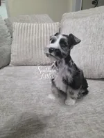 Trouble, a male Miniature Schnauzer for sale in Beaumont, TX – 4 of 5