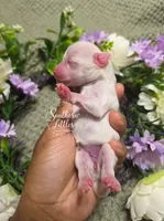 Champagne and white parti girl, a female Miniature Schnauzer for sale in Beaumont, TX – 2 of 3