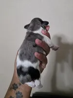 Thumper, a male Miniature Schnauzer for sale in Beaumont, TX – 3 of 3