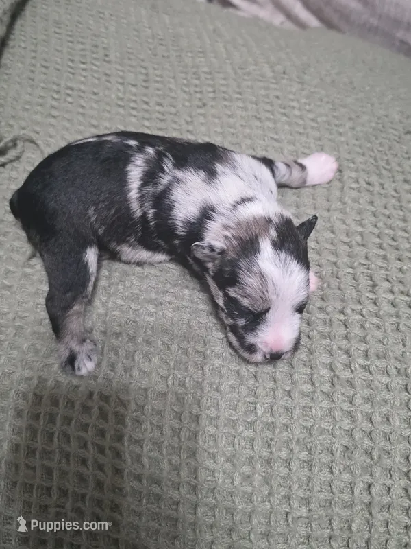 Trouble – Miniature Schnauzer puppy for sale in Beaumont, TX