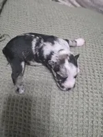 Trouble, a male Miniature Schnauzer for sale in Beaumont, TX – 1 of 2