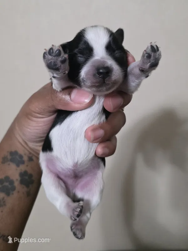 Scoot – Miniature Schnauzer puppy for sale in Beaumont, TX