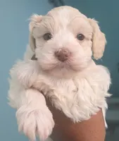 Faline, a female Miniature Schnauzer for sale in Beaumont, TX – 1 of 4
