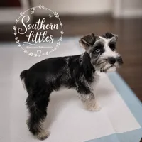 Trouble, a male Miniature Schnauzer for sale in Beaumont, TX – 2 of 5
