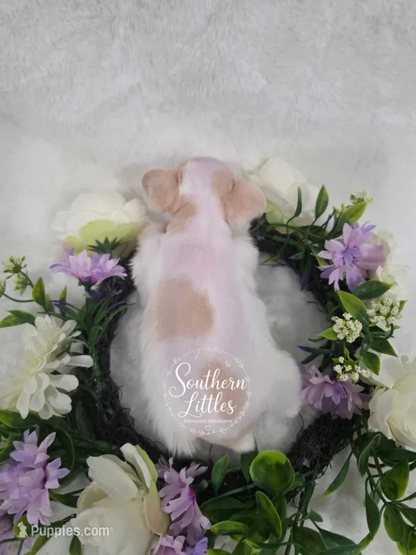 (Runt) Princess Rapunzel – Miniature Schnauzer puppy for sale in Beaumont, TX