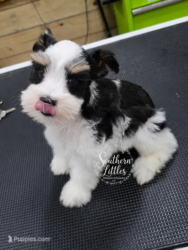 Princess Anna – Miniature Schnauzer puppy for sale in Beaumont, TX