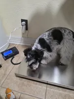 Poppy, a female Miniature Schnauzer for sale in Beaumont, TX – 2 of 3