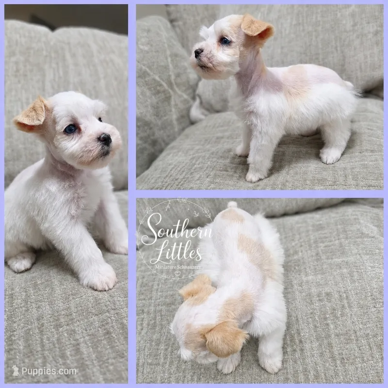 (Runt) Princess Rapunzel – Miniature Schnauzer puppy for sale in Beaumont, TX
