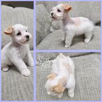 Teacup Rapunzel w/ Blue Eyes, a female Miniature Schnauzer for sale in Beaumont, TX – 1 of 1