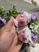 Champagne and white parti girl, a female Miniature Schnauzer for sale in Beaumont, TX – 3 of 3